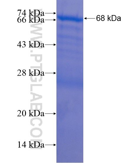 C1orf156 fusion protein Ag22148 SDS-PAGE