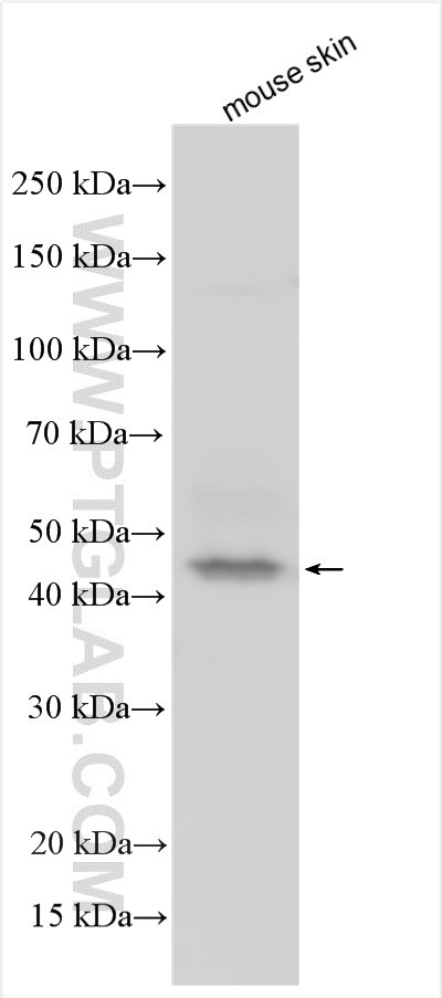 Western Blot (WB) analysis of various lysates using C1orf161 Polyclonal antibody (24886-1-AP)