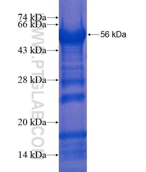 C1orf161 fusion protein Ag21677 SDS-PAGE