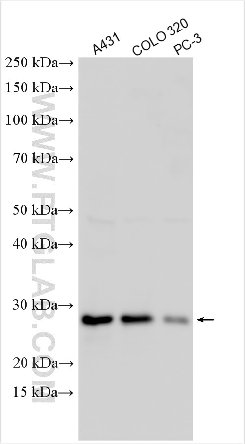 Western Blot (WB) analysis of various lysates using COA7 Polyclonal antibody (25361-1-AP)