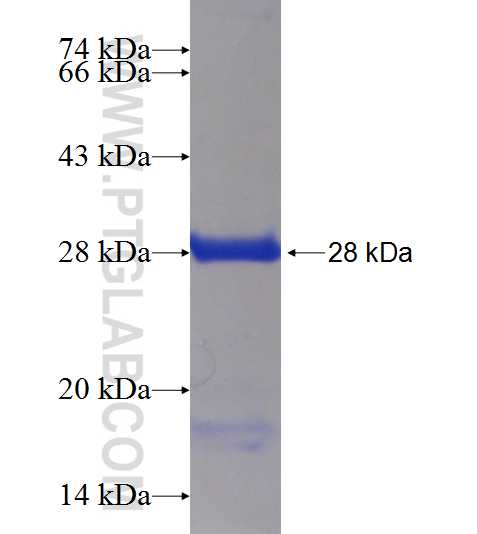 C1orf163 fusion protein Ag19734 SDS-PAGE