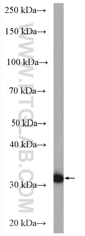 Western Blot (WB) analysis of mouse cerebellum tissue using C1orf187 Polyclonal antibody (26342-1-AP)