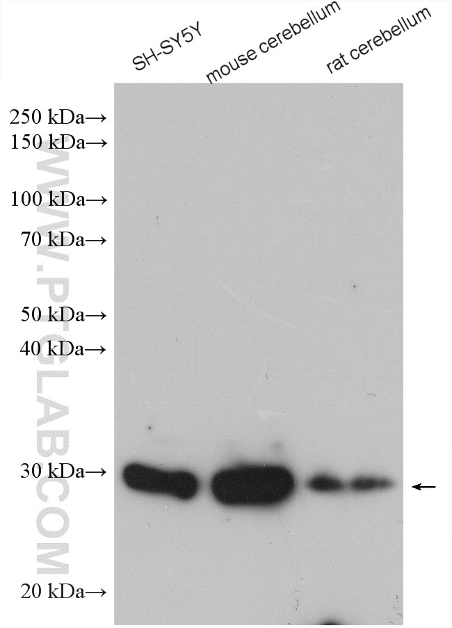 Western Blot (WB) analysis of various lysates using Draxin Polyclonal antibody (26342-1-AP)