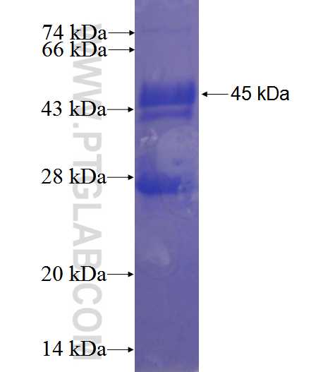 C1orf187 fusion protein Ag23666 SDS-PAGE
