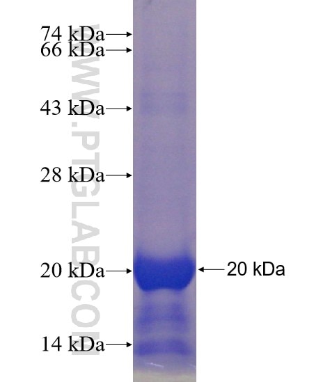 C1orf187 fusion protein Ag23757 SDS-PAGE
