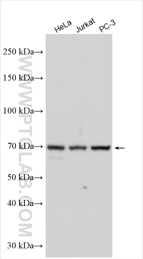 Western Blot (WB) analysis of various lysates using C1orf2 Polyclonal antibody (27969-1-AP)