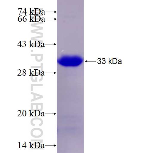 C1orf2 fusion protein Ag27428 SDS-PAGE
