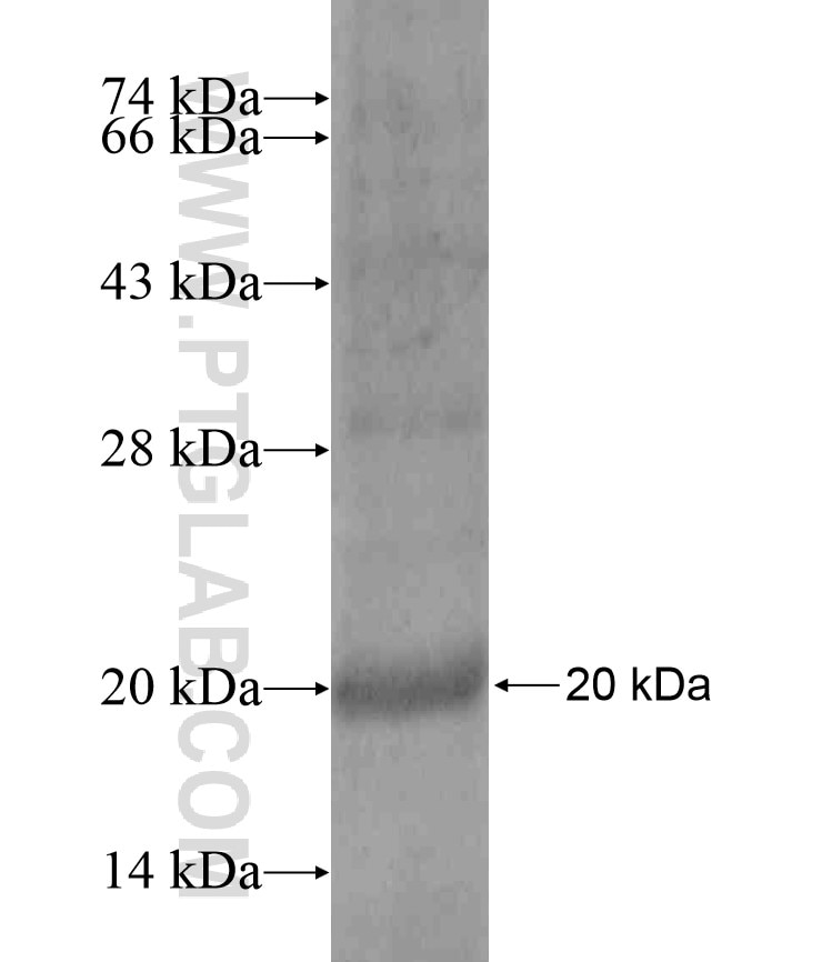 C1orf212 fusion protein Ag18051 SDS-PAGE