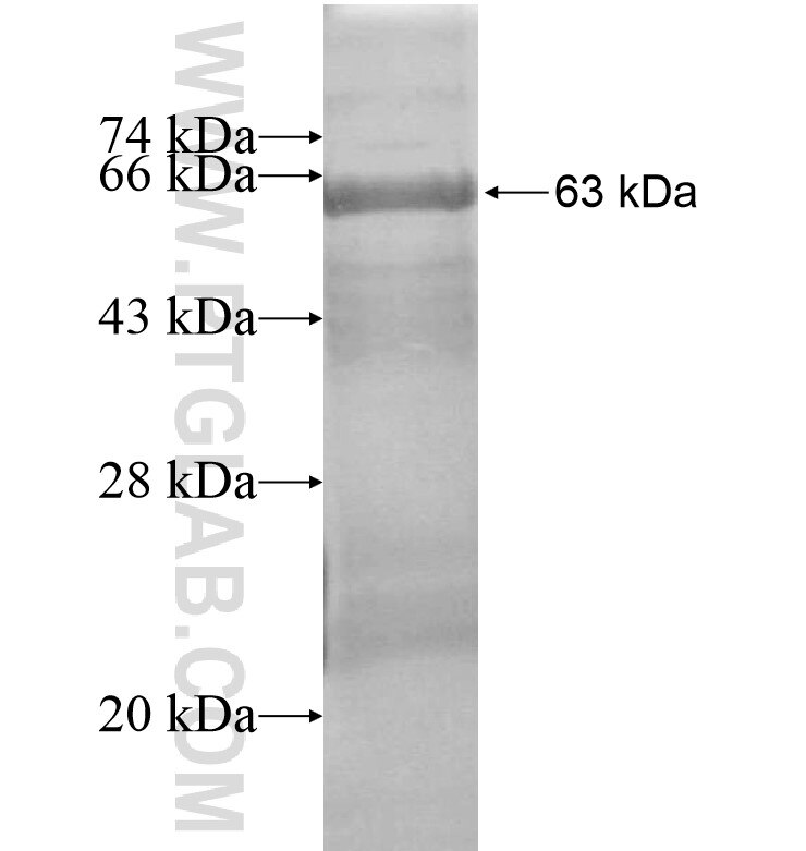 C1orf222 fusion protein Ag16475 SDS-PAGE