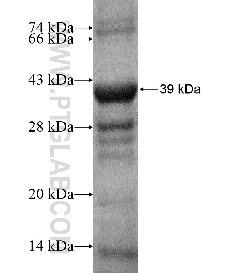 C1orf222 fusion protein Ag17404 SDS-PAGE