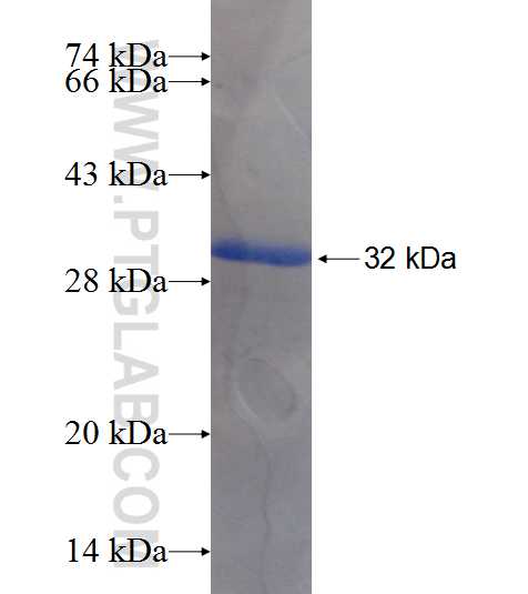 C1orf223 fusion protein Ag19833 SDS-PAGE
