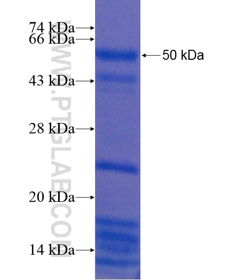 C1orf226 fusion protein Ag21811 SDS-PAGE