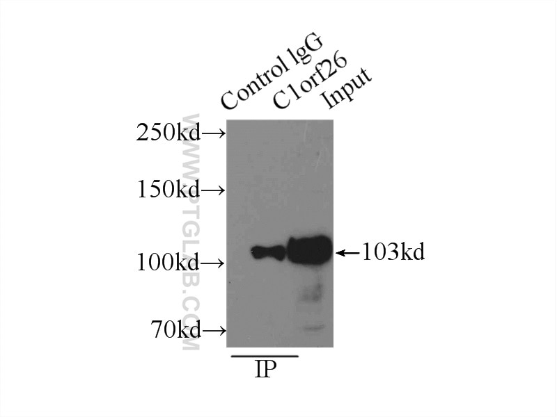 Immunoprecipitation (IP) experiment of mouse testis tissue using C1orf26 Polyclonal antibody (24447-1-AP)