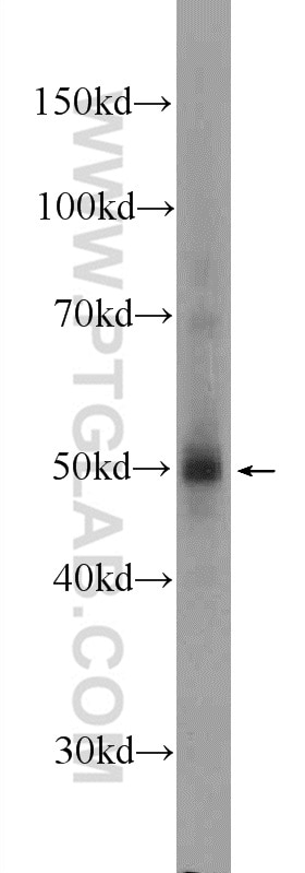 Western Blot (WB) analysis of NIH/3T3 cells using C1orf27 Polyclonal antibody (22844-1-AP)
