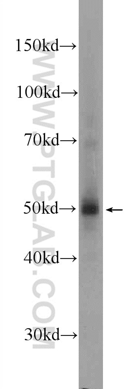 WB analysis of NIH/3T3 using 22844-1-AP