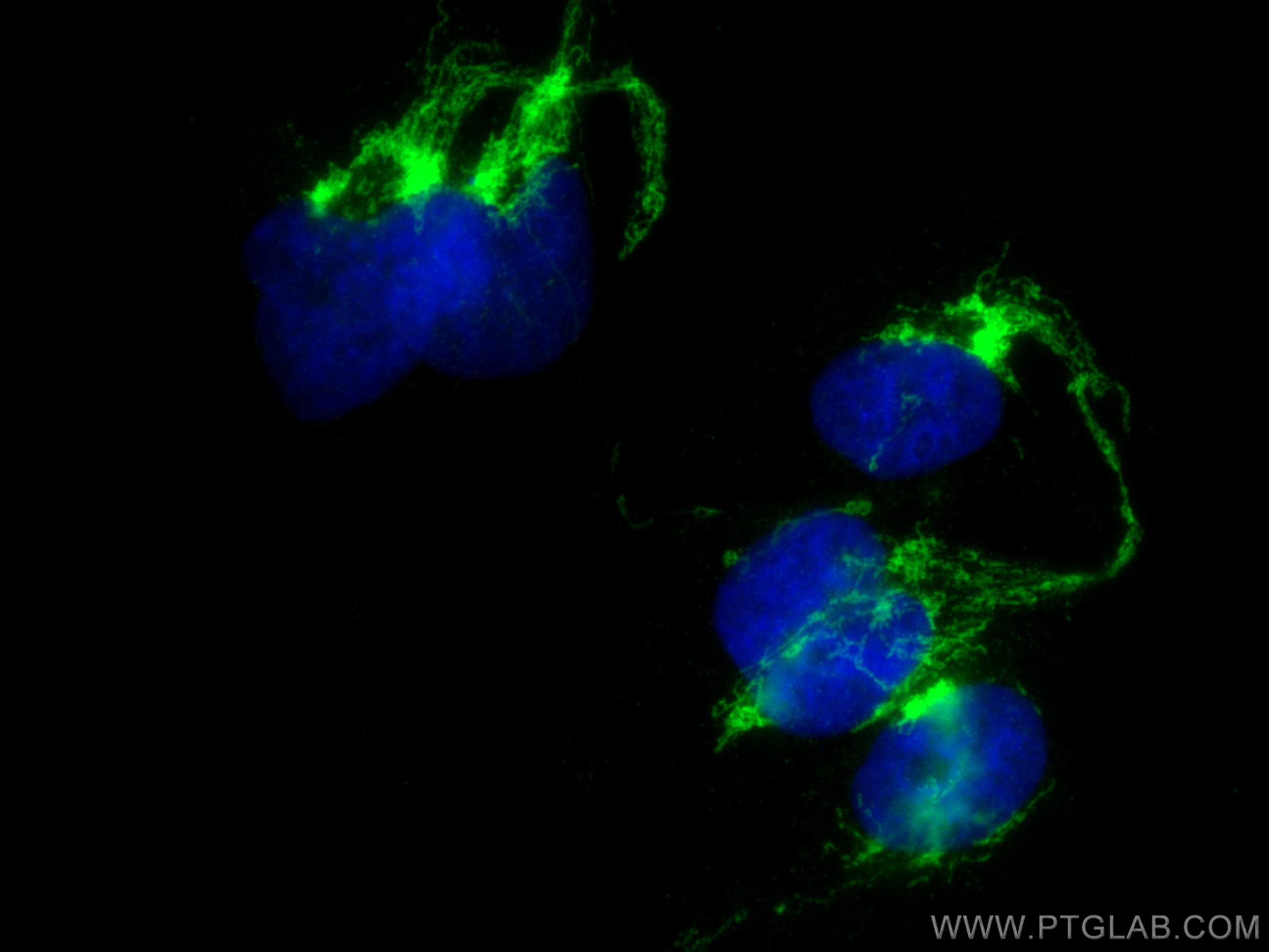 Immunofluorescence (IF) / fluorescent staining of HEK-293 cells using COA6 Polyclonal antibody (24209-1-AP)