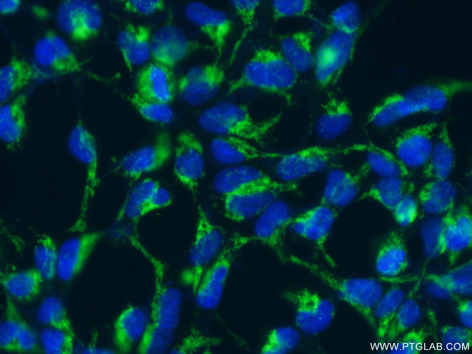 Immunofluorescence (IF) / fluorescent staining of HEK-293 cells using COA6 Polyclonal antibody (24209-1-AP)