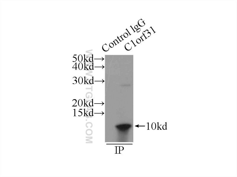 Immunoprecipitation (IP) experiment of HEK-293 cells using COA6 Polyclonal antibody (24209-1-AP)