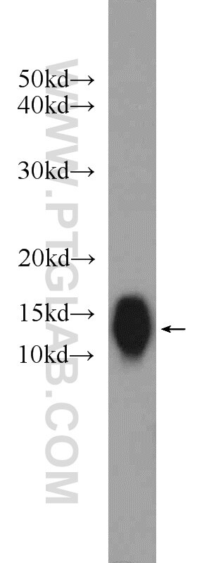 Western Blot (WB) analysis of HEK-293 cells using COA6 Polyclonal antibody (24209-1-AP)