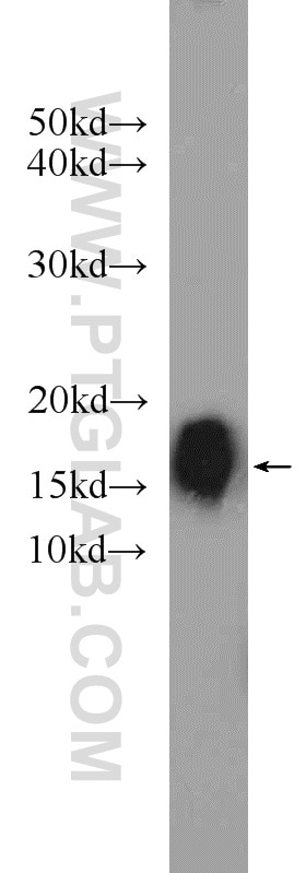 Western Blot (WB) analysis of HEK-293 cells using COA6 Polyclonal antibody (24209-1-AP)
