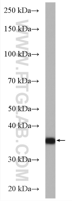 Western Blot (WB) analysis of NIH/3T3 cells using C1orf35 Polyclonal antibody (27930-1-AP)