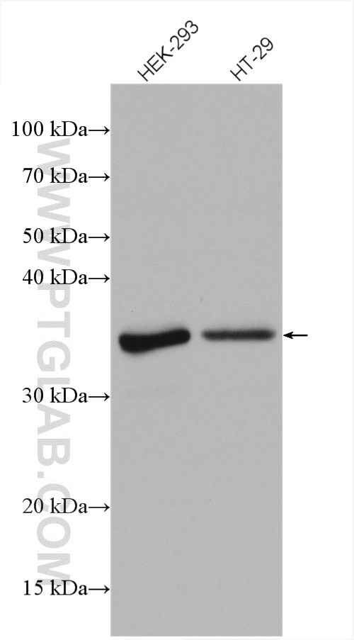 Western Blot (WB) analysis of various lysates using C1orf35 Polyclonal antibody (27930-1-AP)