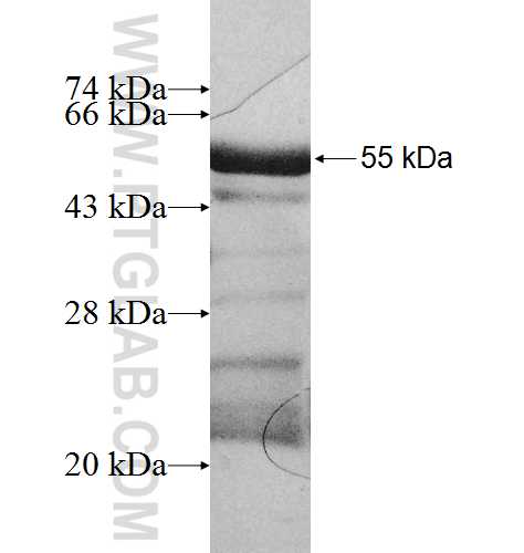 C1orf43 fusion protein Ag9974 SDS-PAGE