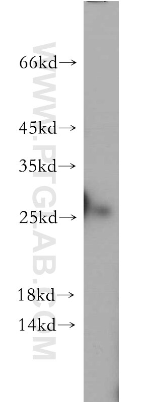 Western Blot (WB) analysis of human testis tissue using C1orf50 Polyclonal antibody (20957-1-AP)
