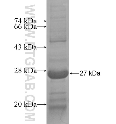 C1orf50 fusion protein Ag15010 SDS-PAGE