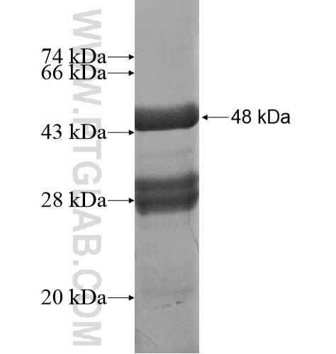C1orf50 fusion protein Ag15124 SDS-PAGE