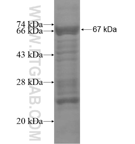 C1orf51 fusion protein Ag15364 SDS-PAGE