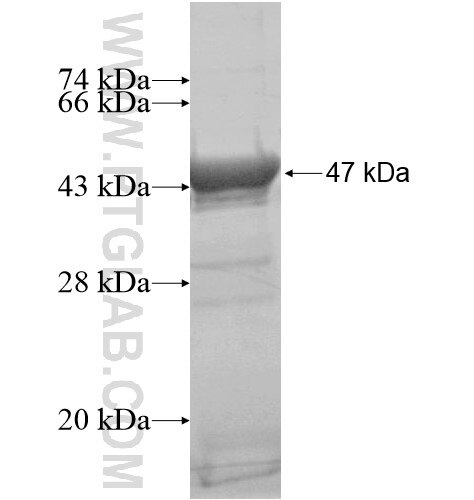 C1orf51 fusion protein Ag15634 SDS-PAGE
