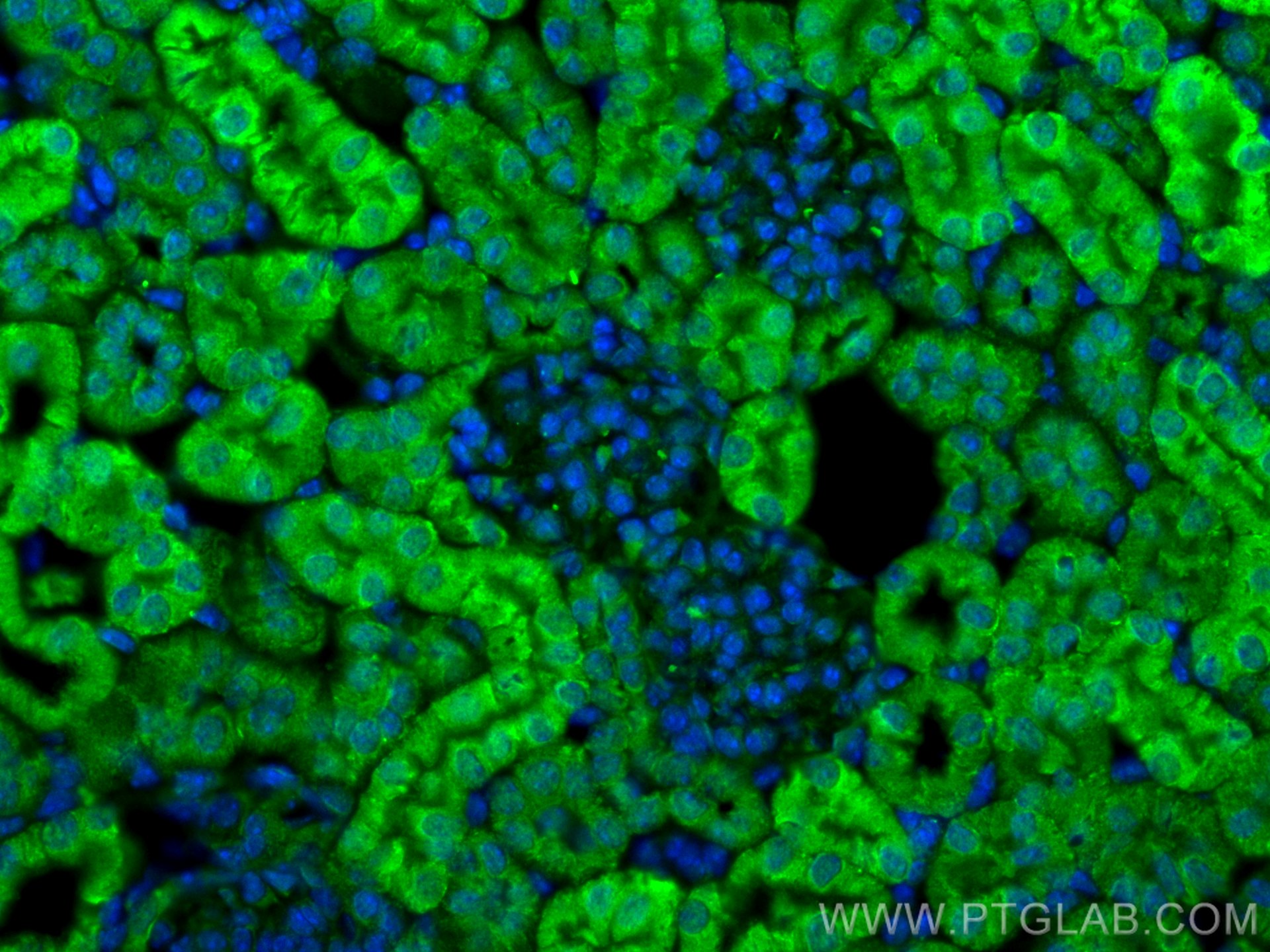 Immunofluorescence (IF) / fluorescent staining of mouse kidney tissue using C1orf54 Polyclonal antibody (30247-1-AP)