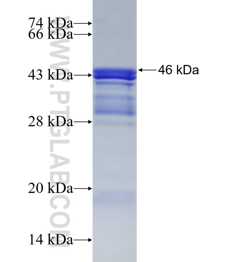 C1orf54 fusion protein Ag32876 SDS-PAGE