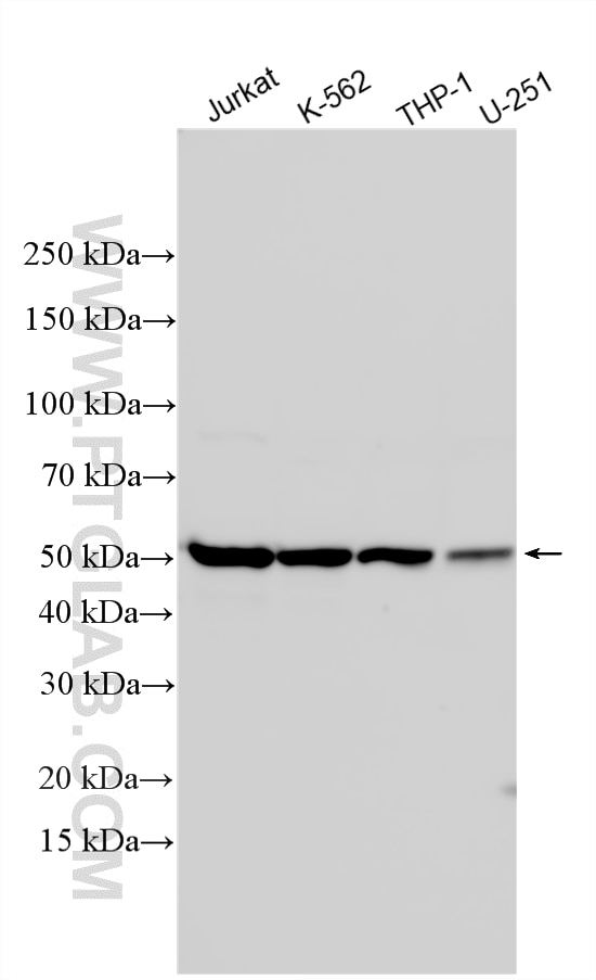 Western Blot (WB) analysis of various lysates using C1orf55 Polyclonal antibody (34060-1-AP)