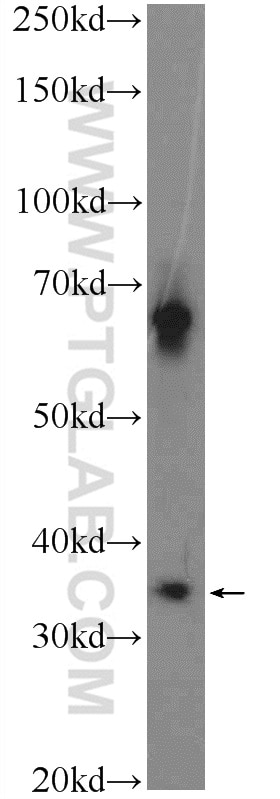 Western Blot (WB) analysis of mouse testis tissue using C1orf56 Polyclonal antibody (25433-1-AP)