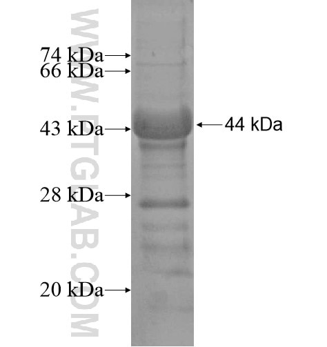 C1orf56 fusion protein Ag13860 SDS-PAGE