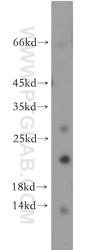 Western Blot (WB) analysis of human brain tissue using C1orf57 Polyclonal antibody (21463-1-AP)