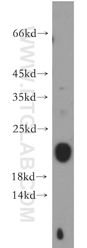 Western Blot (WB) analysis of A549 cells using C1orf57 Polyclonal antibody (21463-1-AP)