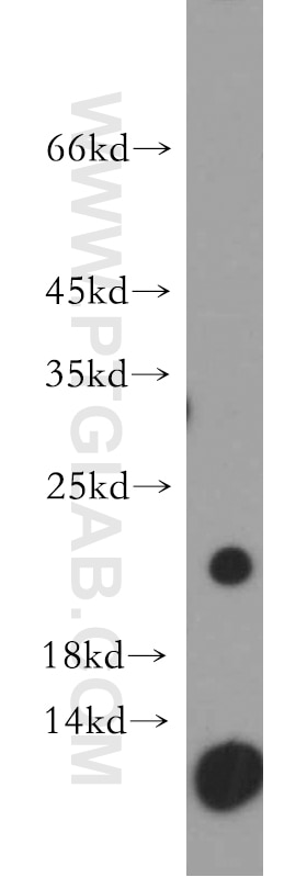 Western Blot (WB) analysis of mouse pancreas tissue using C1orf57 Polyclonal antibody (21463-1-AP)