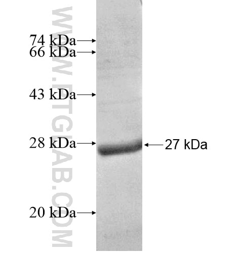C1orf57 fusion protein Ag15009 SDS-PAGE