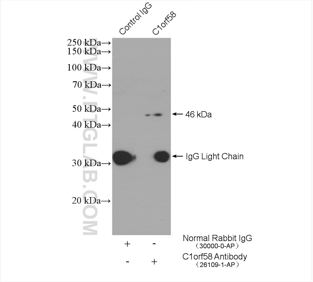 Immunoprecipitation (IP) experiment of HepG2 cells using C1orf58 Polyclonal antibody (26109-1-AP)