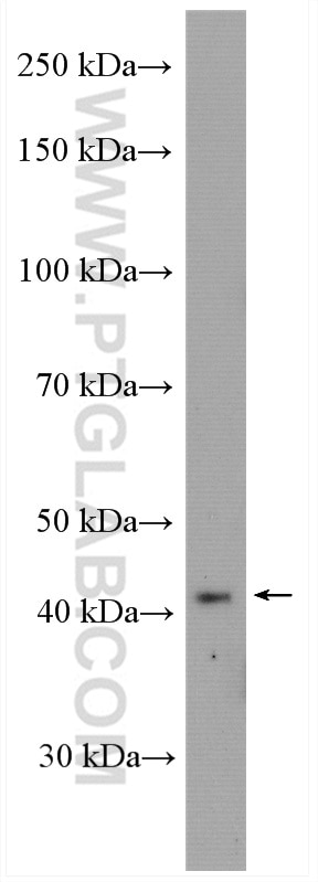 Western Blot (WB) analysis of mouse brain tissue using C1orf58 Polyclonal antibody (26109-1-AP)
