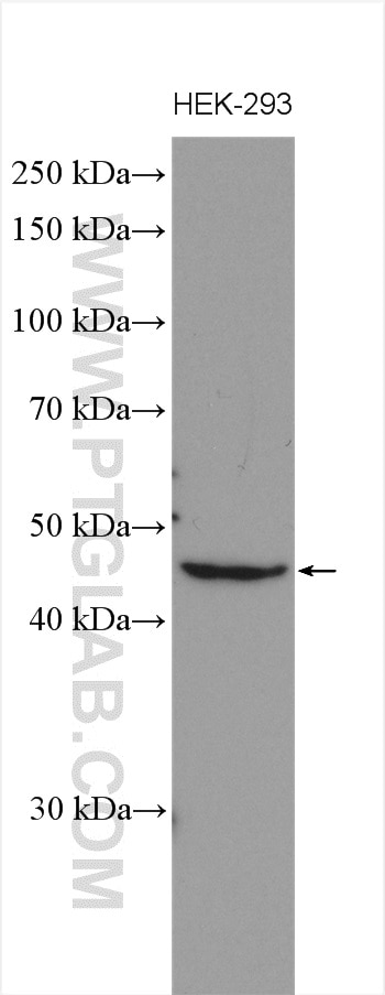 Western Blot (WB) analysis of various lysates using C1orf58 Polyclonal antibody (26109-1-AP)