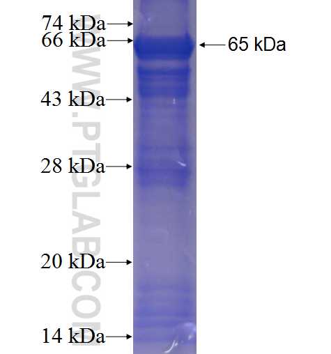 C1orf58 fusion protein Ag23443 SDS-PAGE