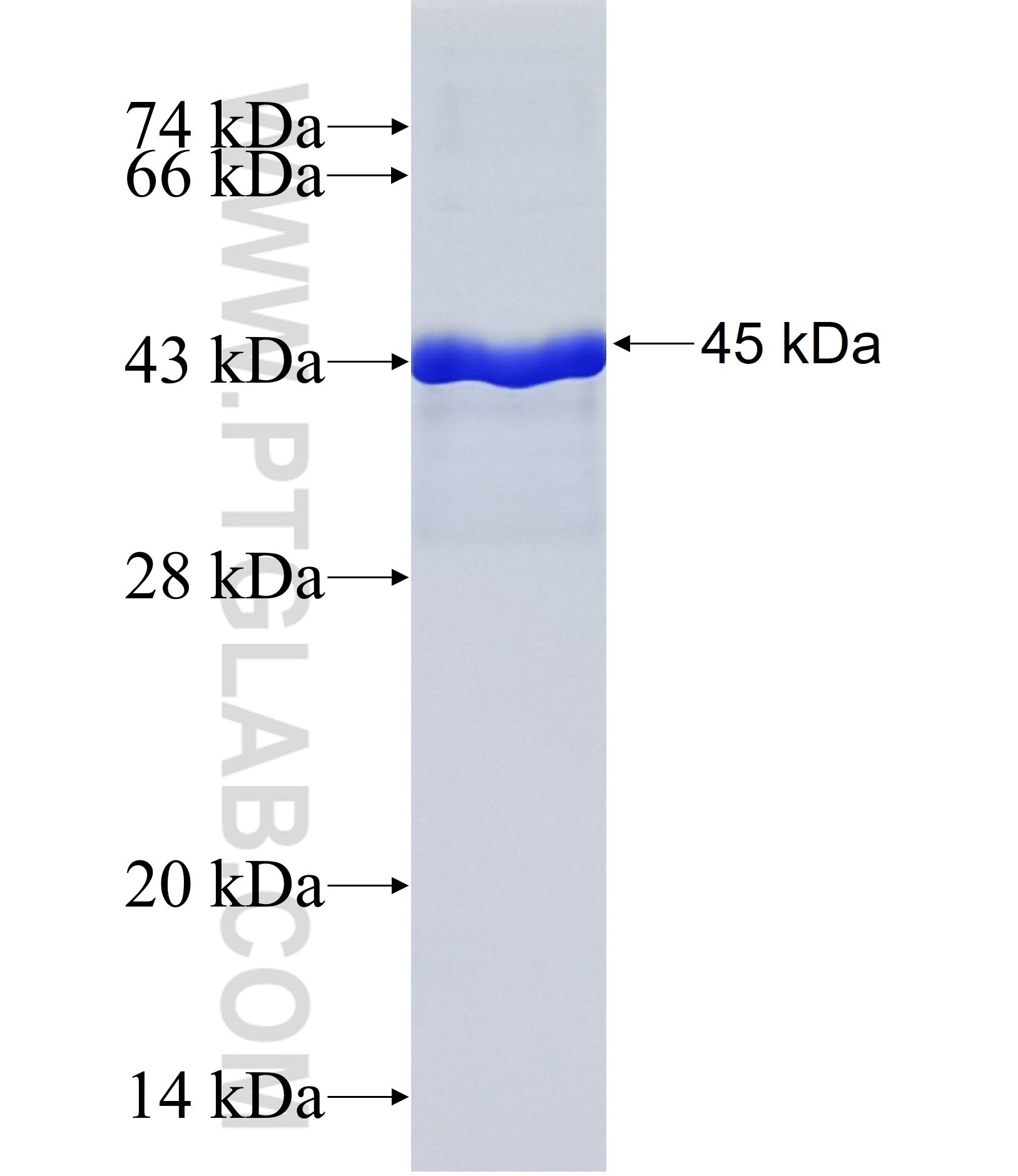C1orf62 fusion protein Ag36967 SDS-PAGE C1orf62 fusion protein Ag36967 SDS-PAGE