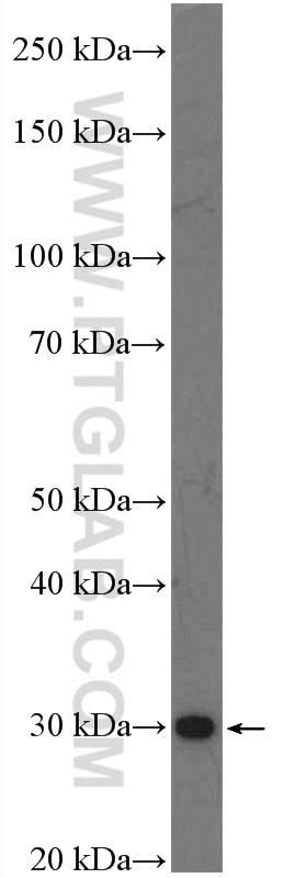 Western Blot (WB) analysis of mouse cerebellum tissue using C1orf71 Polyclonal antibody (26322-1-AP)