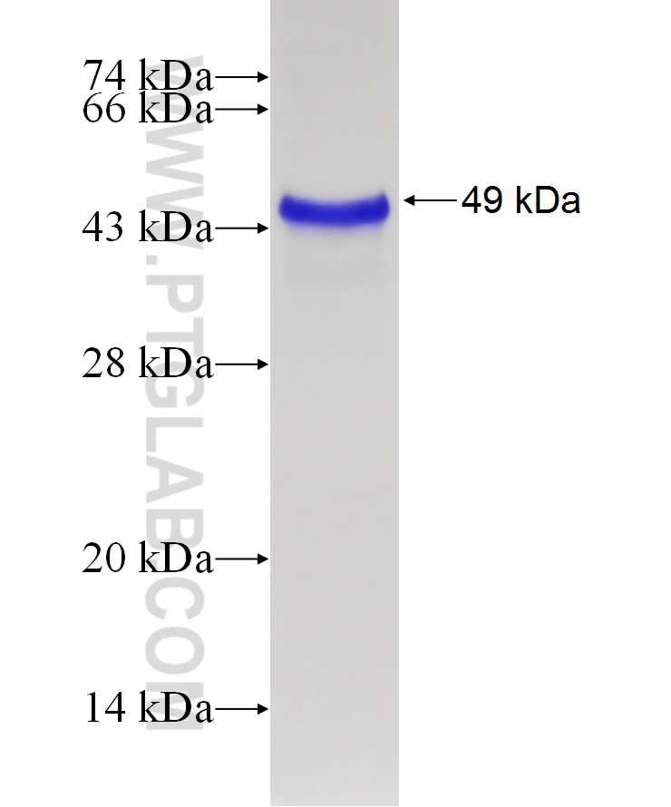 C1orf71 fusion protein Ag23709 SDS-PAGE