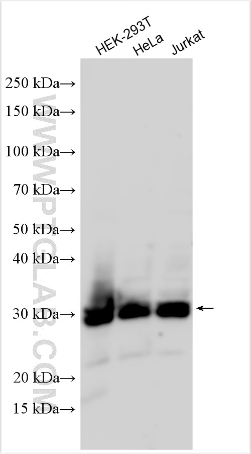 Western Blot (WB) analysis of various lysates using C1orf77 Polyclonal antibody (27478-1-AP)