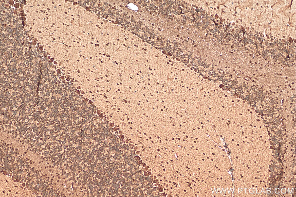IHC staining of mouse cerebellum using 20940-1-AP